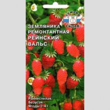 Земляника Рейнский Вальс мелкоплодная ремонтантная