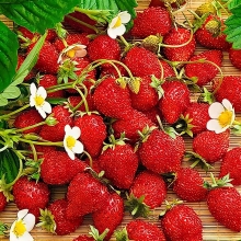 Земляника Барон Солемахер