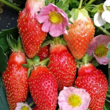 Земляника С-141 F1