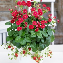 Земляника Саммер Бриз Роуз F1 (клубника)