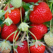 Земляника Сашенька F1 (крупноплодная)