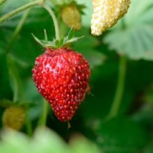 Земляника Сказочная (альпийская)