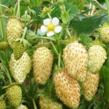 Земляника Вайс Солемахер