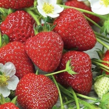 Земляника Вкус детства F1 (ремонтантная крупноплодная)