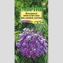 Жакаранда Фиалковое дерево