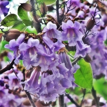 Жакаранда Фиалковое дерево