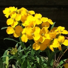 Желтушник Канары (гибридный)