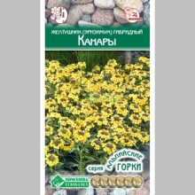 Желтушник Канары (гибридный)