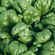 Шпинат Жирнолистный