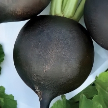 Редька Зимняя круглая черная