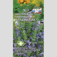 Змееголовник Молдавский лимонный