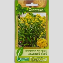 Золотарник Золотой улей канадский (солидаго)