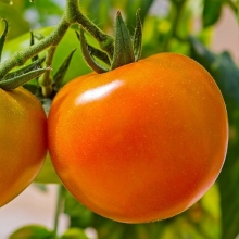 Томат Золотая теща F1