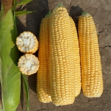 Кукуруза Золотой початок