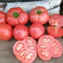 Томат Цунами