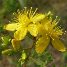 Зверобой Золотодолинский