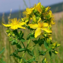 Зверобой Айболит