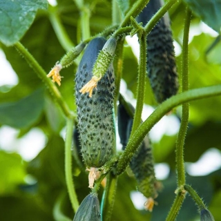 Огурец Тибурон F1