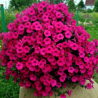 Петуния Тайдал Вейв F1 Черри (Семена Профи)