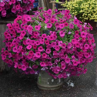 Петуния Тайдал Вейв F1 Парпл (Семена Профи)