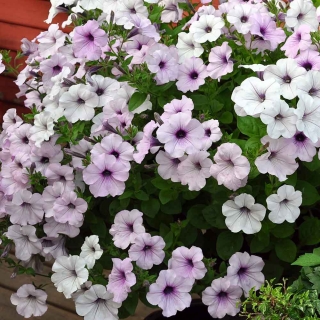 Петуния Тайдал Вейв F1 Сильвер