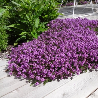 Тимьян Пурпурный ковер (ползучий)