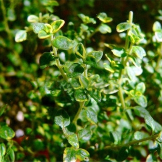 Тимьян Лимонный (Чабрец)