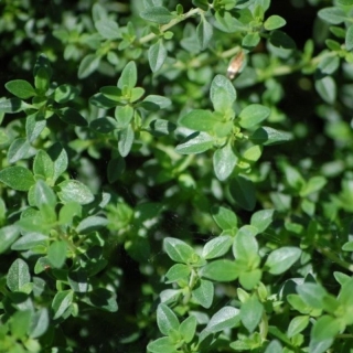 Тимьян Лимонный