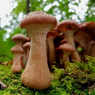 Грибы - Опёнок толстоногий