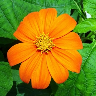 Титония Одиссей