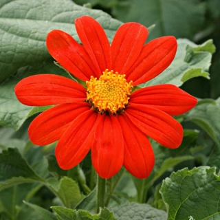 Титония Ред Торч