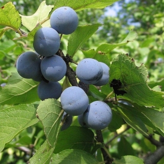 Тёрн Бабушкино варенье