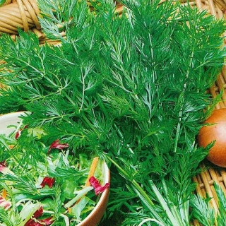 Тмин Гальяновский Семко овощной