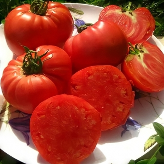 Томат Толстосум