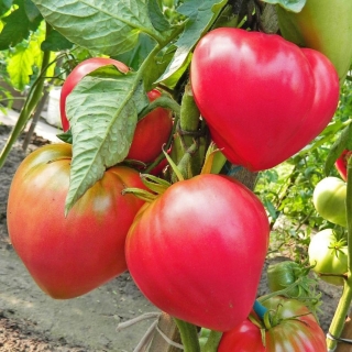 Томат Абаканский Розовый