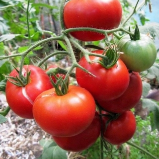 Томат Агата