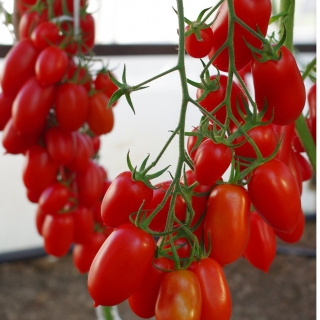 Томат Альфонс F1