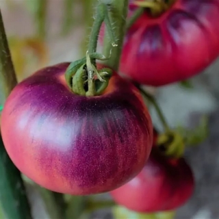 Томат Аметистовая драгоценность