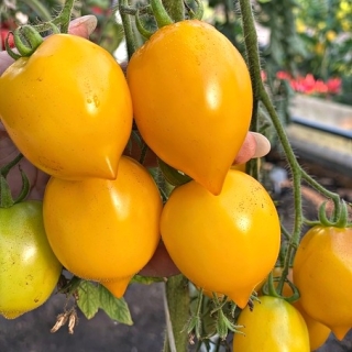 Томат Анна Герман