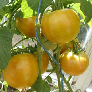 Томат Антоновка медовая