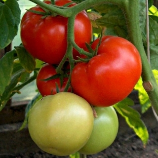 Томат Атлантида