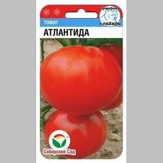 Томат Атлантида