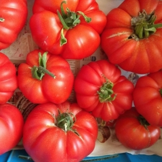 Томат Австралиец