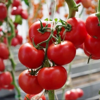 Томат Барика F1