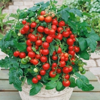 Томат Баяя (большой пакет)