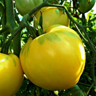 Томат Белое сердце Киля