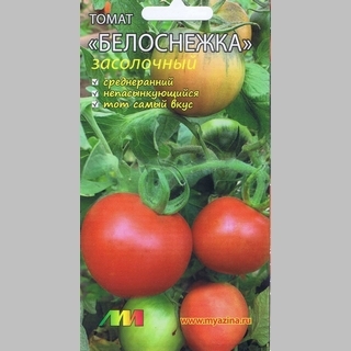 Томат Белоснежка засолочный