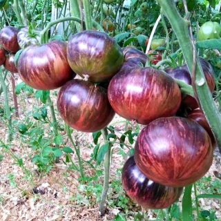 Томат Бифштекс Марши (Звёздный истребитель Бифштекс Марши)