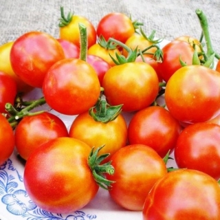 Томат Двухцветная вишня (Bi - Color Cherry)