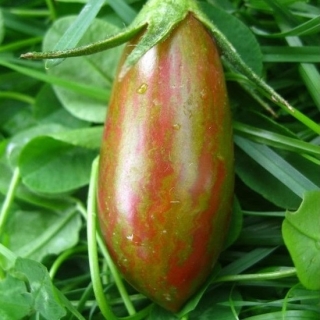 Томат Биколор F1